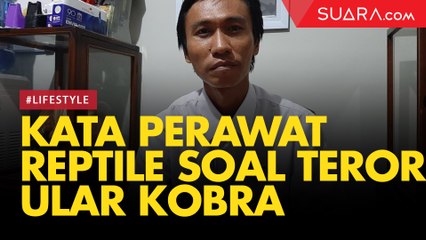 Heboh Teror Ular Kobra, Perawat Reptil: Sekarang Memang Musim Bertelur