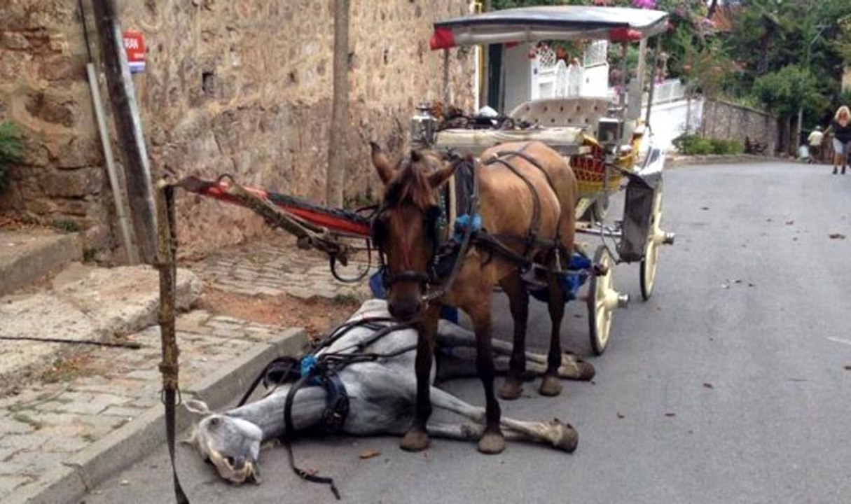 Son dakika: Adalar Kaymakamlığı itlaf edilen atların sahiplerine suç duyurusunda bulundu