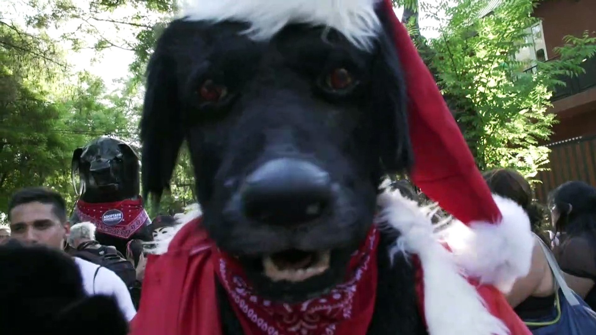 El Negro Matapacos, un perro ícono de resistencia social en Chile - Vidéo  Dailymotion