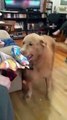 Ce chien ouvre son cadeau de Noël !
