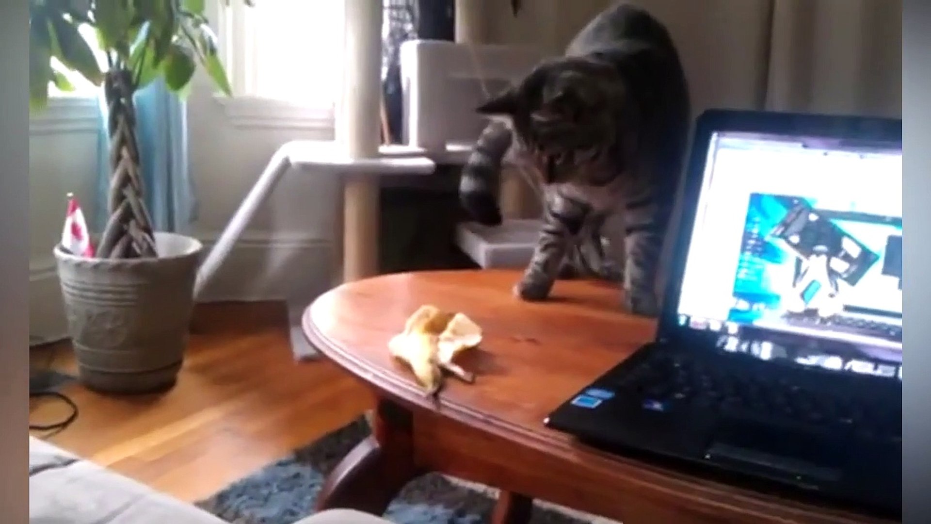 ⁣Cutest Pets Getting Scared | Funny Pet Videos