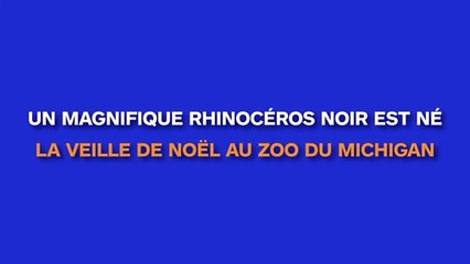 Un magnifique rhinocéros noir est né la veille de Noël au zoo du Michigan