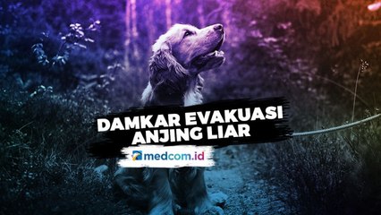 Enam Jam Terjepit, Anjing Liar Akhirnya Bisa Dievakuasi