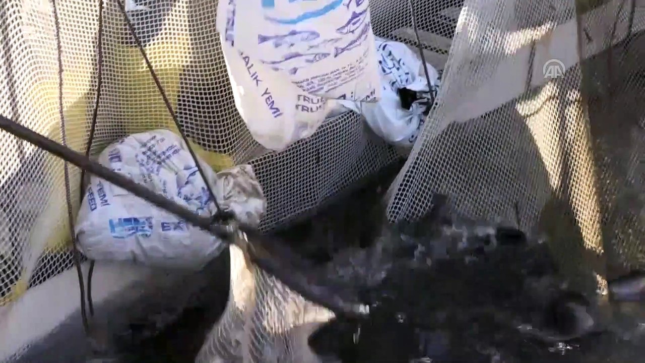 Şanlıurfa'da alabalık yetiştiriciliği yaygınlaşıyor