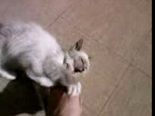 Cléopatre le petit chat de CéCé - Entrainement Krav Maga