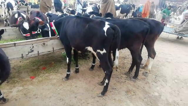 Full information of different types of Bachdian in janwar mandi doli shaheed all types janwar