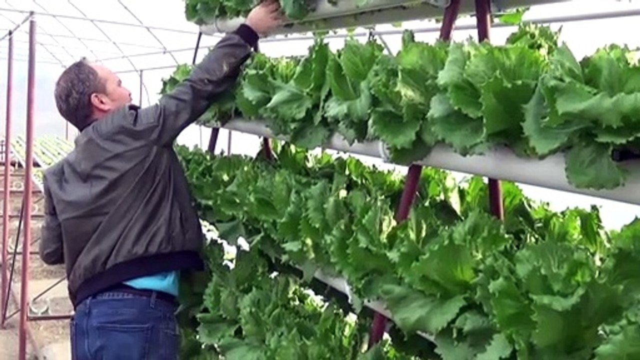 Kurduğu serada topraksız tarımla marul yetiştiriyor - ZONGULDAK