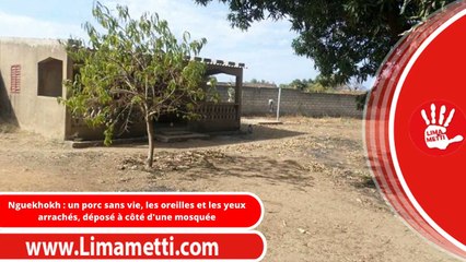 Nguekhokh : un porc sans vie, les oreilles et les yeux arrachés, déposé à côté d'une mosquée