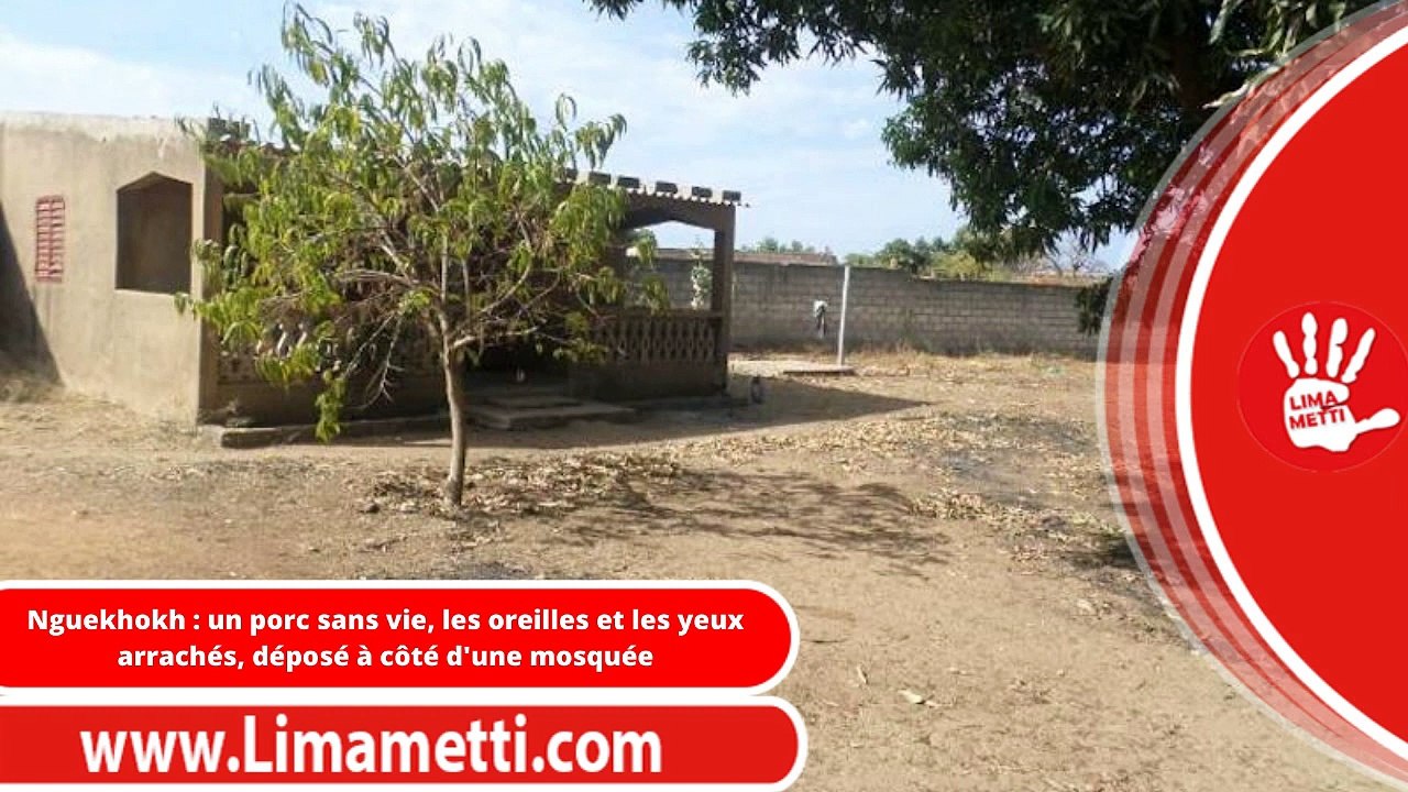 Nguekhokh : un porc sans vie, les oreilles et les yeux arrachés, déposé à côté d'une mosquée