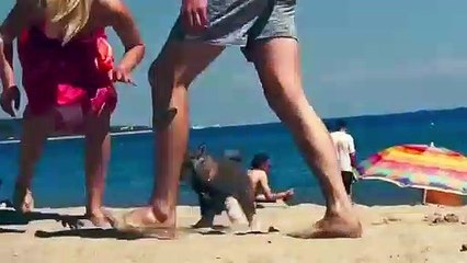 Este perrito 'roba' una chancla en una playa y su felicidad no tiene límite