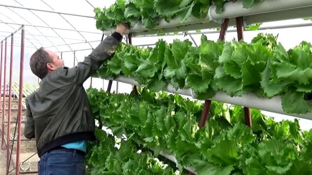 Kurduğu serada topraksız tarımla marul yetiştiriyor - ZONGULDAK