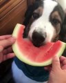 Este perro que come sandía como una persona lo peta en las redes