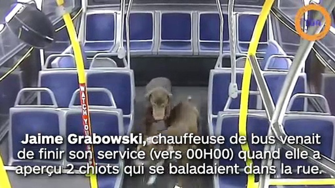 Cette chauffeuse de bus aide deux chiens à rentrer chez eux pour Noël