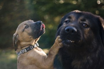 Perros que parecen humanos