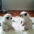 The Cutest Little Creatures Fight, Adorable Kitten Fight