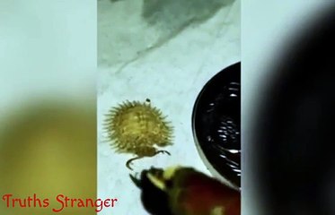 Esta extraña criatura hallada en una casa deja a la Red sin palabras