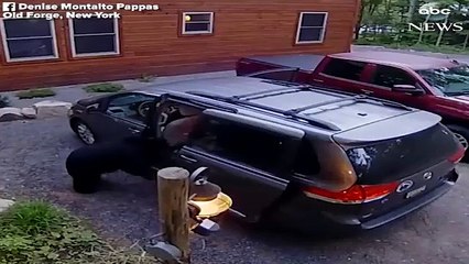 Esta osa abre las puertas de un miniván e invita a sus cachorros a 'dar un paseo'