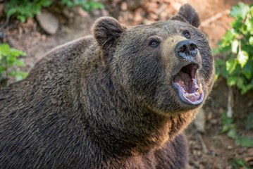 Feroz ataque de un oso a un empleado de circo