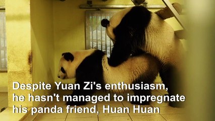 Five strikes and he's out: on-loan panda artificially inseminated at French zoo