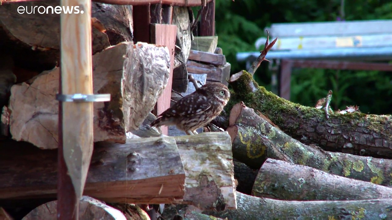 Kleiner Steinkauz in großer Gefahr
