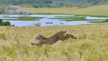 2 Bobcats Set Free