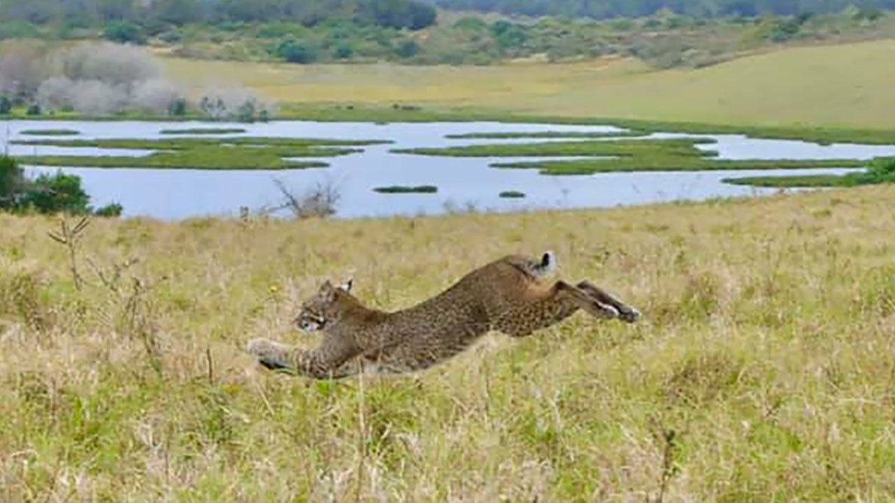 2 Bobcats Set Free