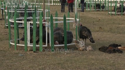 Ora News - Gjel apo pulë për festa? Në Baldushk gjeli i detit shitet 800 lekë kilogrami