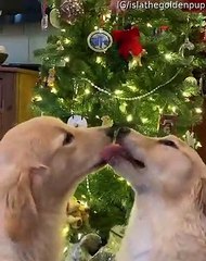Doggies Share a Moment Under the Mistletoe