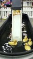 Ducklings Send It Down the Slide