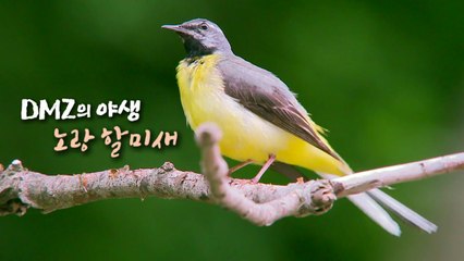 [DMZ의 야생] 노랑할미새 / YTN