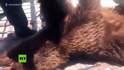 Este oso malnutrido abandona su inhóspita celda por primera vez en años