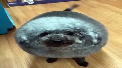 Este caniche es la estrella de su peluquería y de Instagram