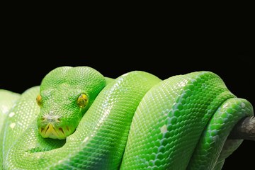 El ataque de la serpiente 'gigante' se hace viral pero esconde este secreto