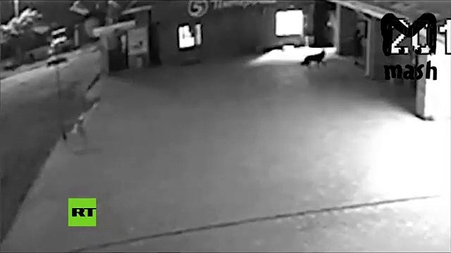 Hay perros policías y también perros ladrones, éste es uno de ellos