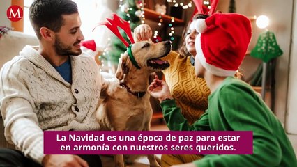 ¿Cómo evitar que los cohetes afecten a tus mascotas?