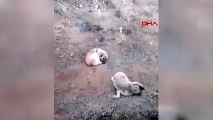 Elazığ domuzlar tarafından öldürülen dişisinin başında 4 gün bekledi
