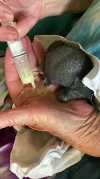 Baby Echidna Slurps a Snack