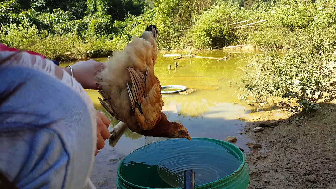 Chicken with a Hovering Head
