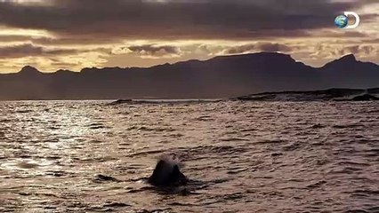 Colossus in Sector 4 | Air Jaws Apocalypse