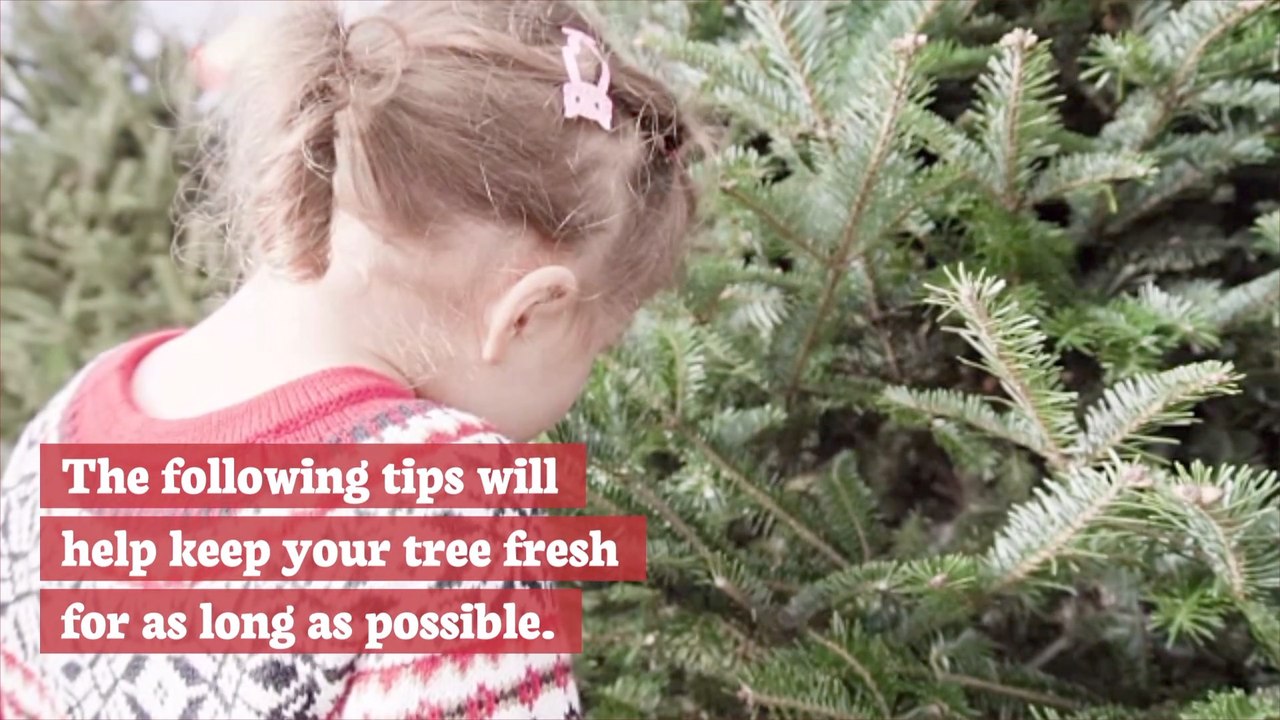 Maintaining The Christmas Tree Needles