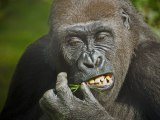 Sexo salvaje: Así se lo montan los gorilas