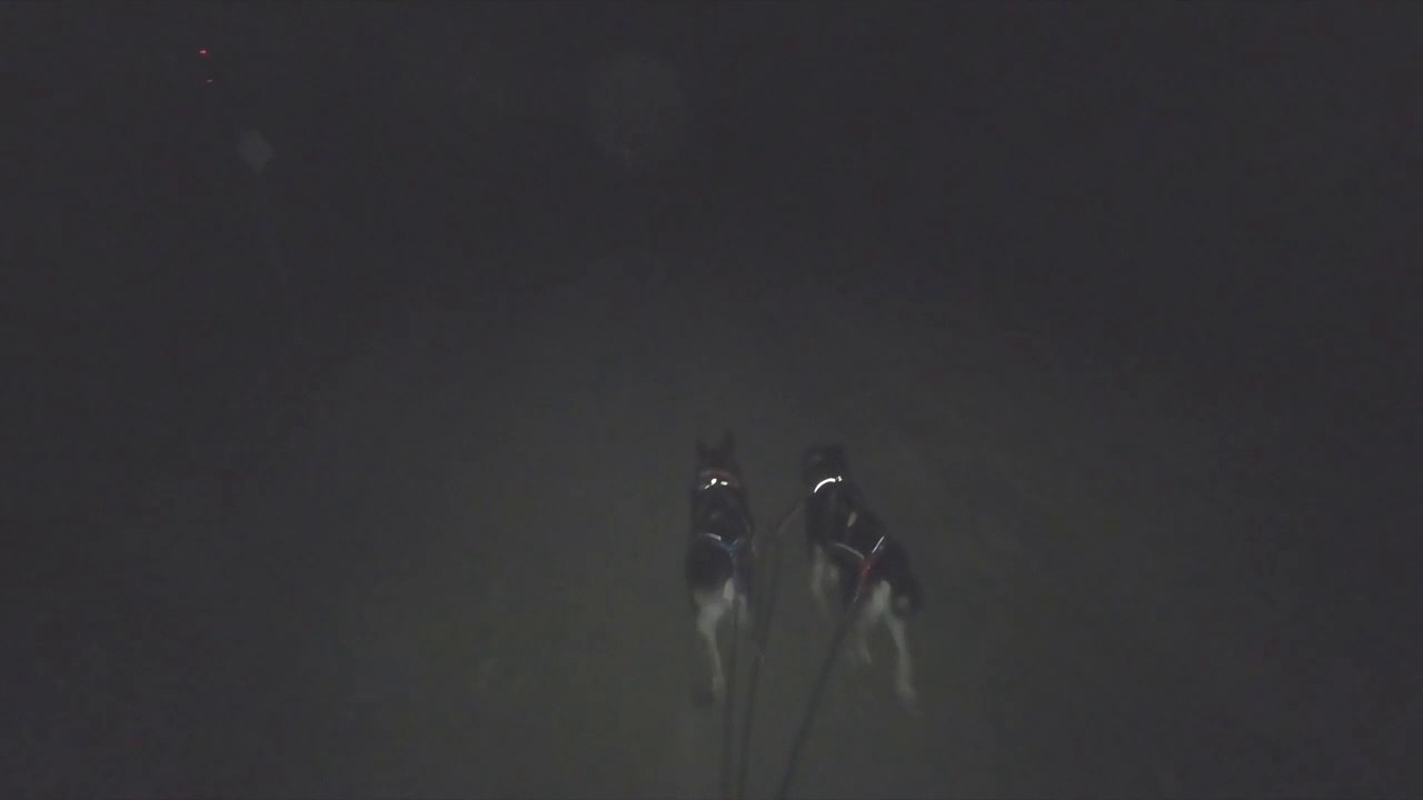 Running Ladaand Lacy with the PawTrekker December 2019