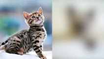 25Bengal Cat vs Siamese Cat - Pet Guide _ Animals rampage-cute animals don't stop　25
