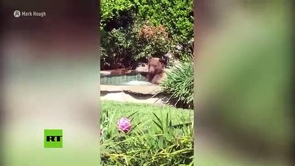 Este oso disfruta de un sensual baño en un 'jacuzzi' en California