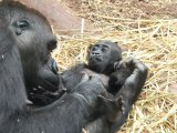 Amor gorila: madre no hay más que una