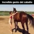 Este caballo quería a toda costa que esta chica lo montase