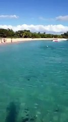 Tiburón culebra se pasea por esta playa ante el terror de los bañistas