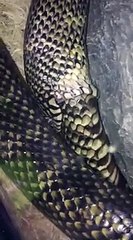 Esta serpiente trata de comerse a sí misma y su dueño se burla