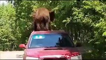 Este oso se sube al techo de un coche para intentar robar en su interior