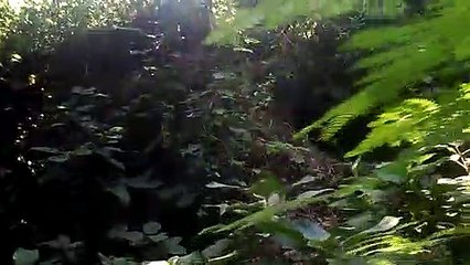 Traveling to ghost house in jungle